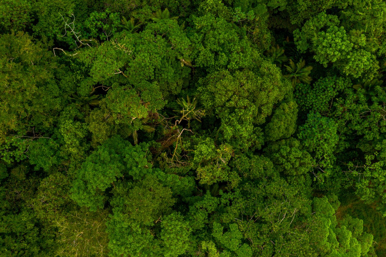 Green Building cria movimento de sustentabilidade