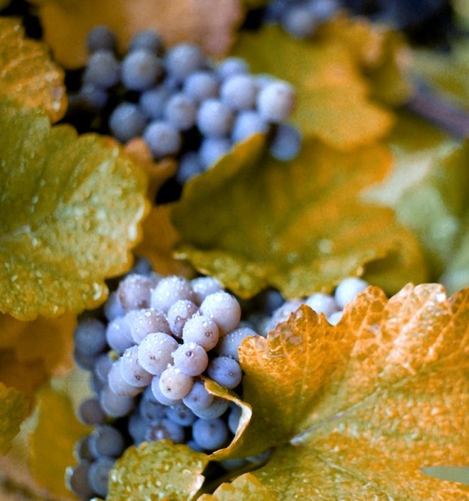 História do vinho no Brasil - Do nosso descobrimento à chegada dos italianos