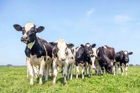 Danone investe nas vacas da agropecuária regenerativa