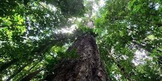 Governo prepara projeto de lei para criar autoridade climática