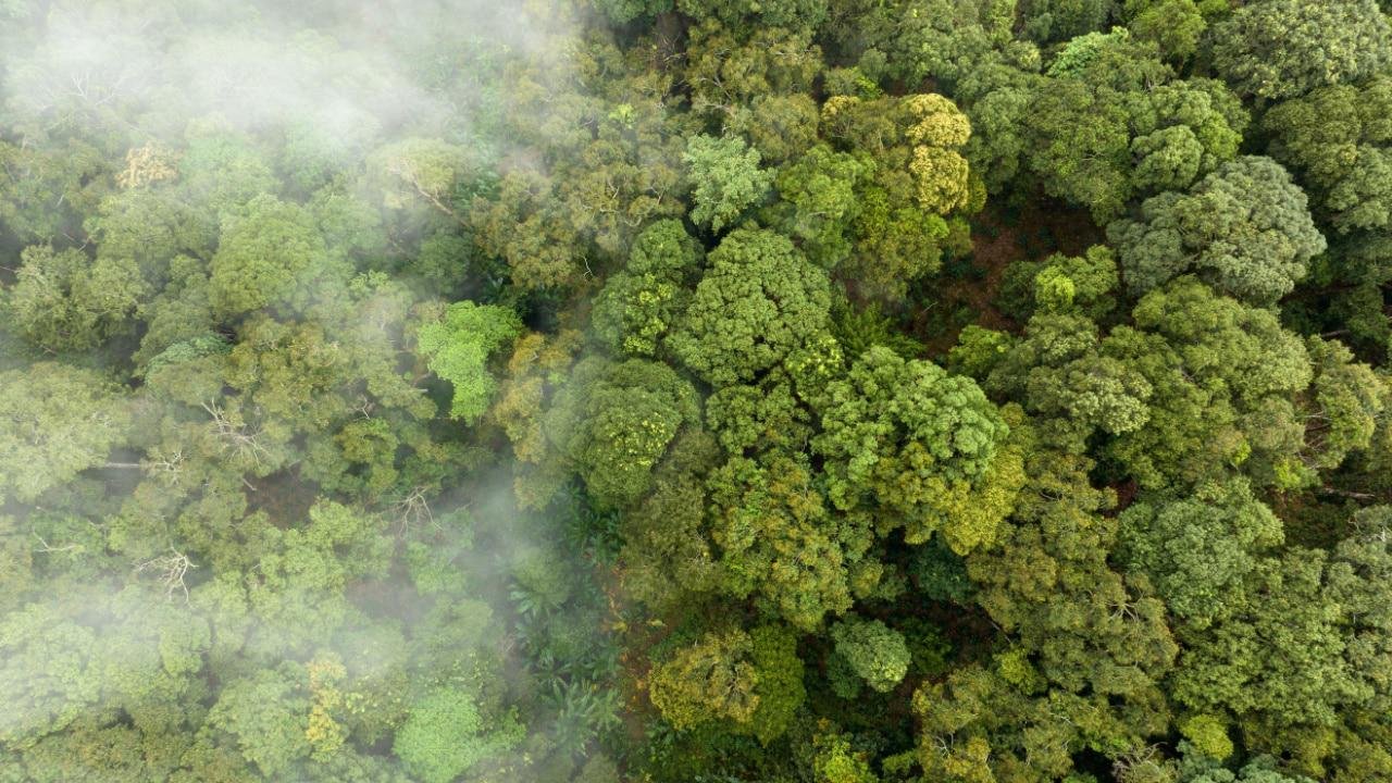 Novo padrão quer o fim das compensações de carbono