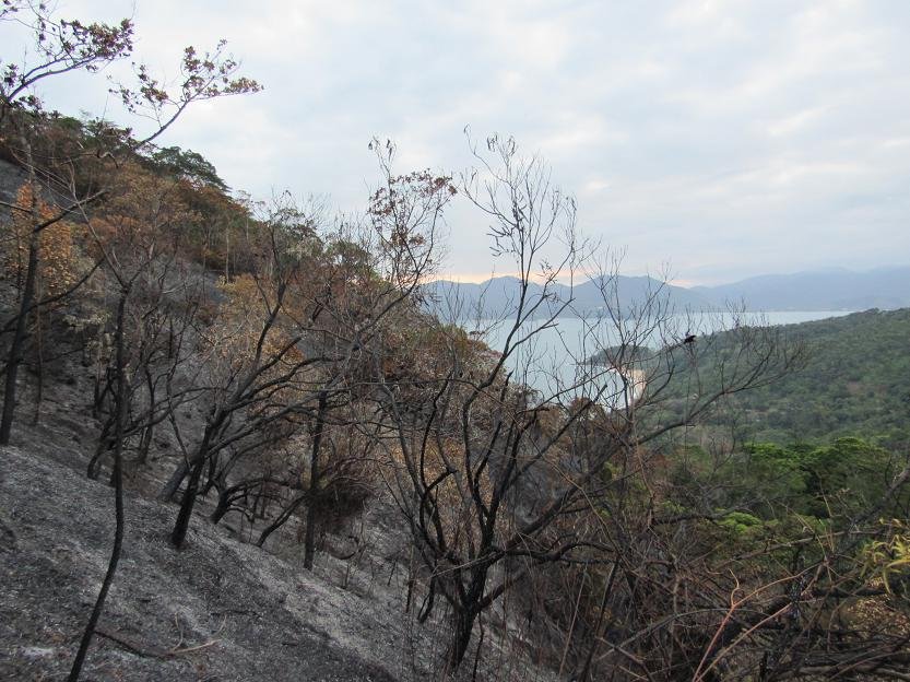 Mais de 90% dos incêndios florestais em São Paulo são ocasionados por ações humanas