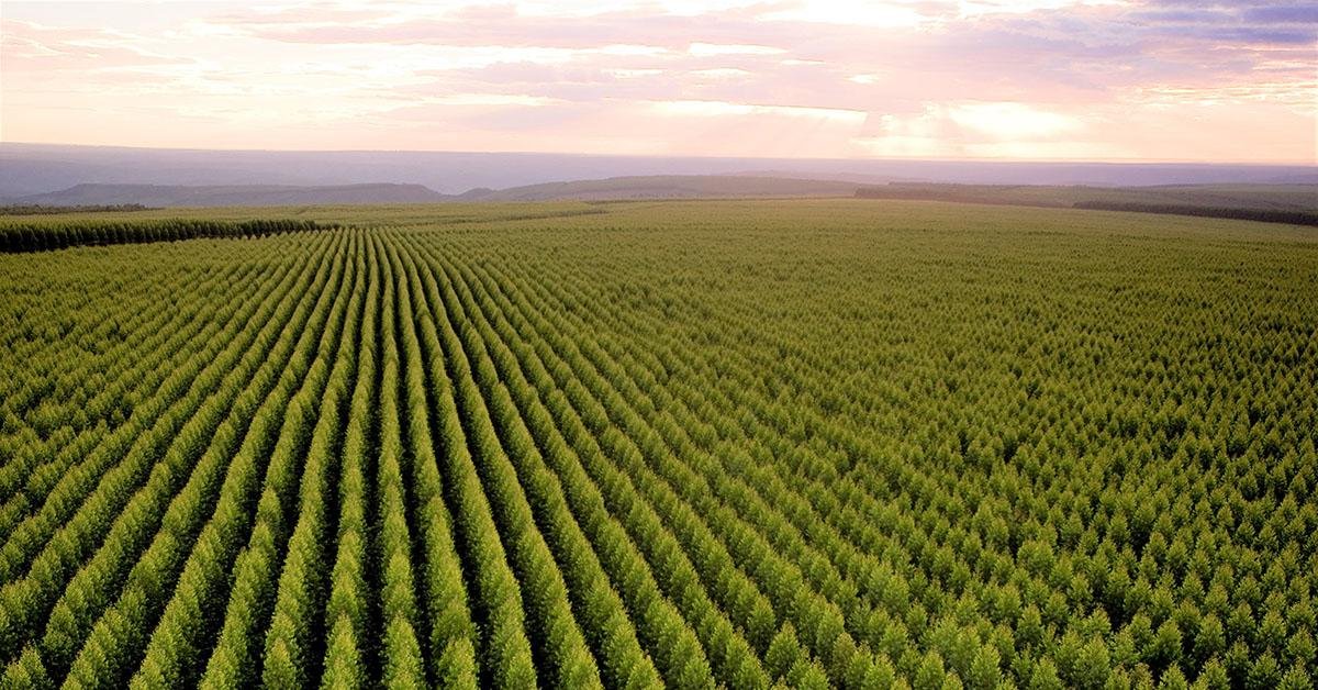 Minas tem a maior área de floresta plantada do País