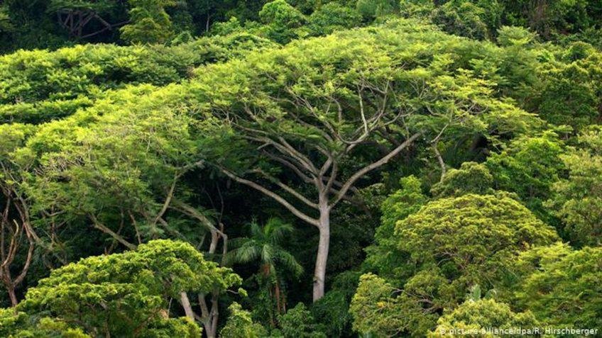 Nova metodologia eleva rentabilidade de restauração florestal