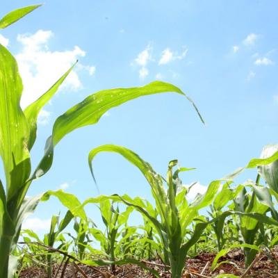 Instabilidades climáticas afetam economias dependentes do agro